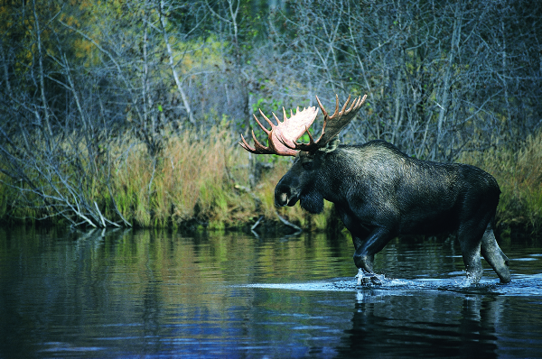 Bull crossing a creek in Whitehorse